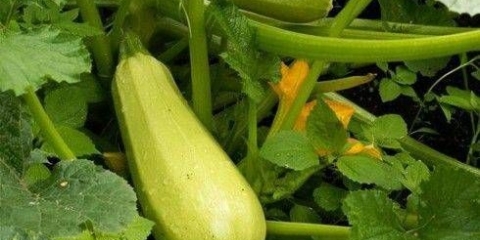 Kako sačuvati tikvice za zimu